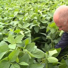 Izvozimo soju, uvozimo GMO (Foto: Dnevnik.hr)