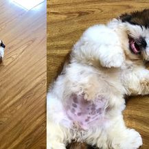 Preslatki psić (Foto: Instagram/therealpaningning)