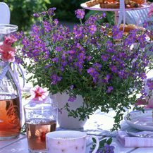 Ljetni cvijet bakopa divan je izbor za uređenje balkona - 2