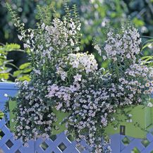 Ljetni cvijet bakopa divan je izbor za uređenje balkona - 3