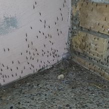 Komarci u Osijeku (Foto: Facebook/Igor Ižaković)