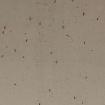 Najezda komaraca u Osijeku (Foto: Dnevnik.hr)