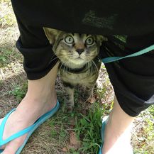 Kućne mačke (Foto: sadanduseless.com) - 17