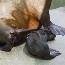 Mladunče kalifornijskog morskog lava i mladunče alpake novi su stanovnici Zoološkog vrta grada Zagreba - 1