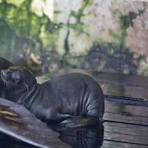 Mladunče kalifornijskog morskog lava i mladunče alpake novi su stanovnici Zoološkog vrta grada Zagreba - 5