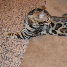 Bengalska mačka zbog svojeg točkastog krzna podsjeća na leoparda - 8