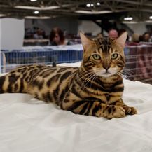 Bengalska mačka zbog svojeg točkastog krzna podsjeća na leoparda