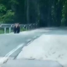 Medvjed koji je oštetio automobile