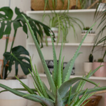 Biljke koje mogu rashladiti dom
