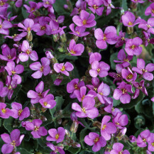 Biljka Arabis stvara najljepši cvjetni tepih - 2