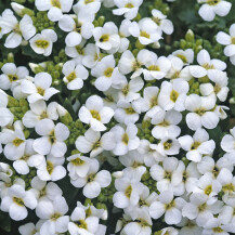 Biljka Arabis stvara najljepši cvjetni tepih - 4