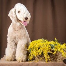 Bedlington terijer