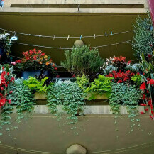 Zagrebački balkon prepun cvijeća zadivljuje prolaznike - 14