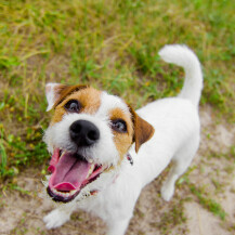 Jack Russell terijer