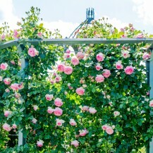 Ruže penjačice stvaraju možda i najljepši prirodni hlad