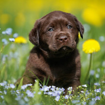 Štene labrador retrivera