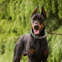 Doberman