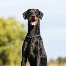 Doberman