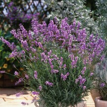 Lavanda