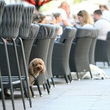 Psi na zagrebačkoj špici
