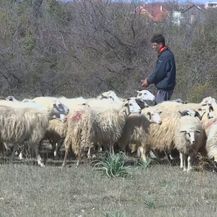 Stado ovaca (Foto: Dnevnik.hr) - 3