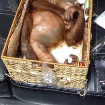 Bebu orangutana Rus je pokušao prokrijumčariti iz Balija (Foto: AFP)