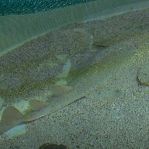 Izumrla vrsta morskog psa vratila se u Jadran - 1