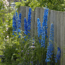 Kokotić je jedan od najimpresivnijih cvjetova u vrtu, a može narasti do 180 centimetara - 6