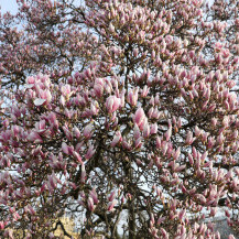 Procvjetala magnolija na Trgu kralja Tomislava u Zagrebu - 4