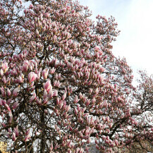 Procvjetala magnolija na Trgu kralja Tomislava u Zagrebu - 8