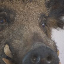 Provjereno: Problemi s divljim svinjama na Cresu - 1