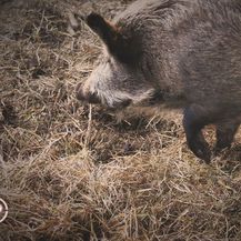 Provjereno: Problemi s divljim svinjama na Cresu - 4