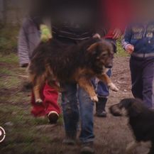 Provjereno: Odnos romske djece prema psima - 2