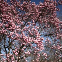 Rascvjetala magnolija u parku Ribnjak - 2