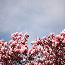 Rascvjetala magnolija u parku Ribnjak