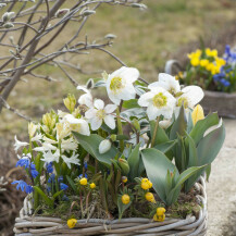 Kukurijek cvjeta krajem zime ili u rano proljeće, često tijekom razdoblja korizme - 5