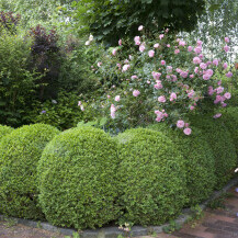 Kao savršen par zelenom grmu šimšira oblikovanom u velike lopte pokazale su se ružičaste ruže