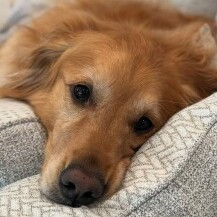 Teddy je najsmješniji zlatni retriver na Instagramu