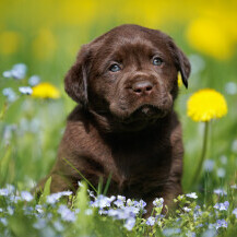 Štene labrador retrivera