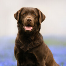 Čokoladno smeđi labrador retriver