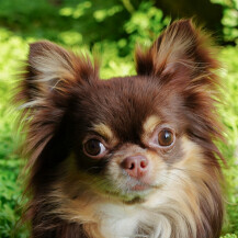 Čokoladno smeđa chihuahua
