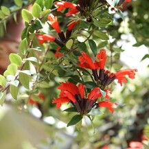 Ešinant ili na engleskom lipstick plant