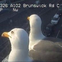Galebovi ispred nadzornih kamera u Londonu (Foto: Twitter/TfL) - 1