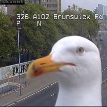 Galebovi ispred nadzornih kamera u Londonu (Foto: Twitter/TfL) - 2
