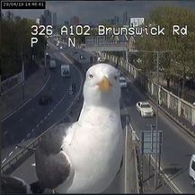 Galebovi ispred nadzornih kamera u Londonu (Foto: Twitter/TfL) - 3