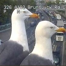 Galebovi ispred nadzornih kamera u Londonu (Foto: Twitter/TfL) - 4