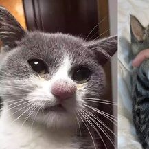 Mačke vs pčele (Foto: sadanduseless.com)