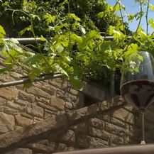 Problemi istarskih vinara - 5