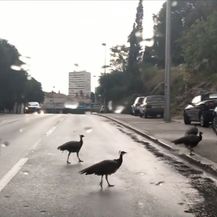 Paunovi prelaze preko ceste u Splitu