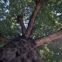 Drveće je u gradovima izrazito bitno jer apsorbira štetne tvari i stvara kisik